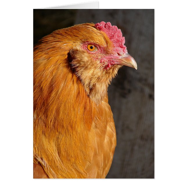 Buff Ameraucana Rooster All Occasions (Front)