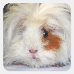 Buff and White, Lunkarya Guinea Pig Face Closeup Square Sticker