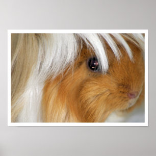 Buff and White, Peruvian Guinea Pig Face Closeup Poster