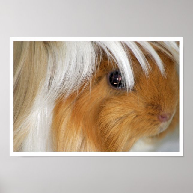 Buff and White, Peruvian Guinea Pig Face Closeup Poster (Front)