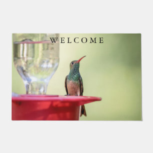 Buff-bellied hummingbird in Texas Doormat