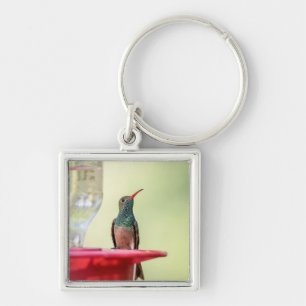 Buff-bellied hummingbird in Texas Keychain