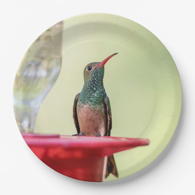 Buff-bellied hummingbird in Texas Paper Plate (Front)