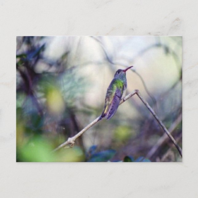 Buff-bellied Postcard (Front)