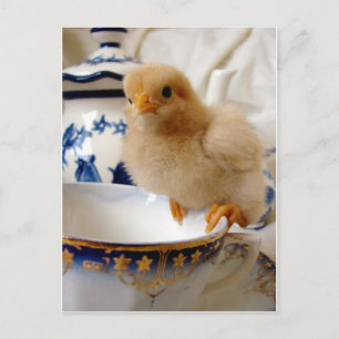 Buff Chick At Tea Postcard
