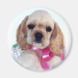 Buff Cocker puppy magnet