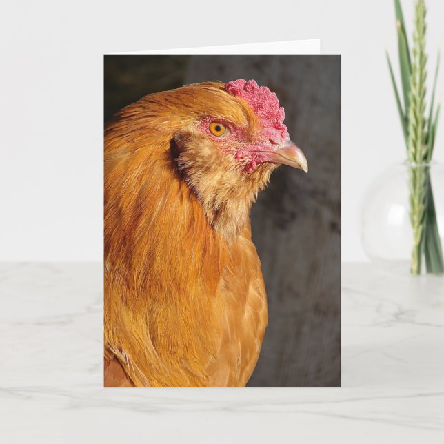 Buff Easter Egger Rooster All Occasions Greeting  Holiday Card (Front)