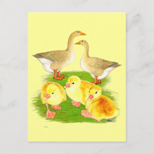 Buff Goose Family Postcard