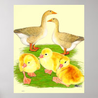 Buff Goose Family