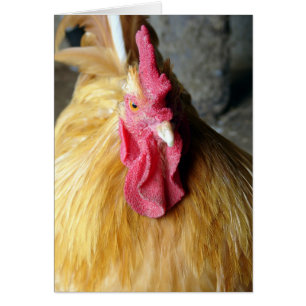 Buff Orpington