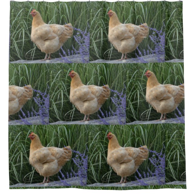Buff Orpington Chicken (Front)