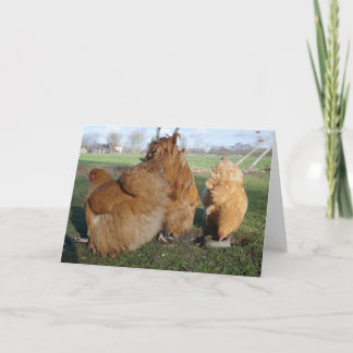 Buff orpington chickens . card