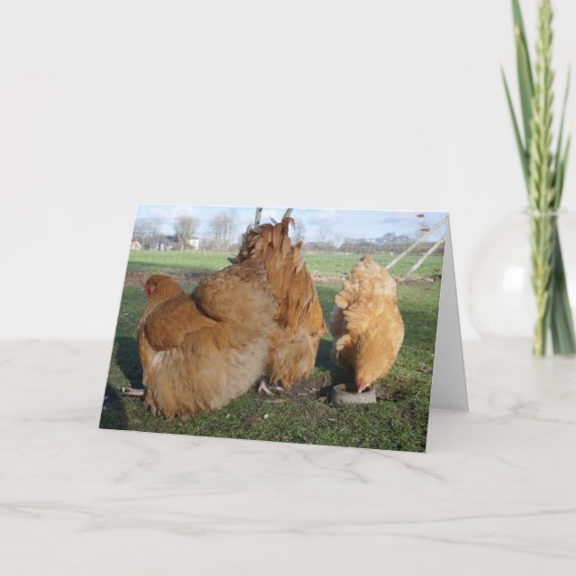 Buff orpington chickens . card (Front)