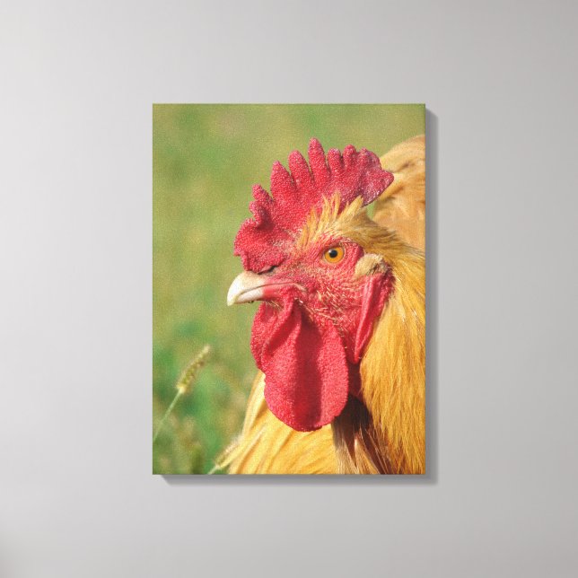 Buff Orpington Rooster Canvas Print (Front)
