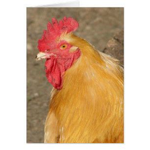 Buff Orpington Rooster nommé Brutus