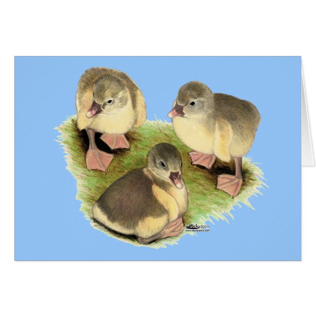 Buff Pomeranian Goslings (Front Horizontal)