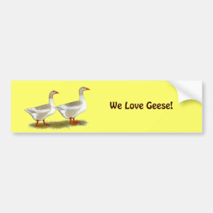 Buff Pomeranian Saddleback Geese Bumper Sticker