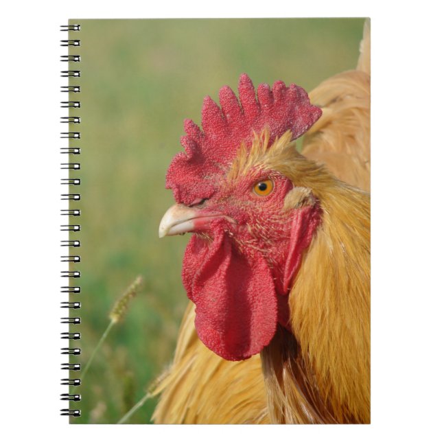 Buff Rooster Notebook (Front)