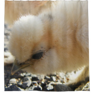 Buff Silkie Chicken chick