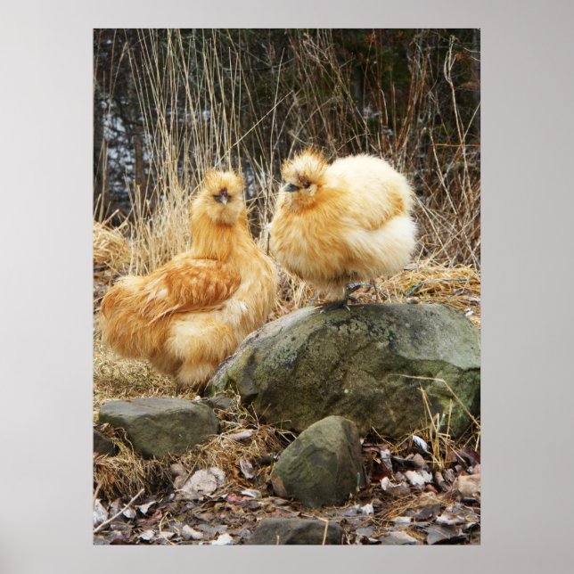 Buff Silkie Chickens Standing Together Poster (Front)