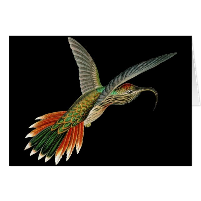 Buff-tailed Sicklebill (Front Horizontal)