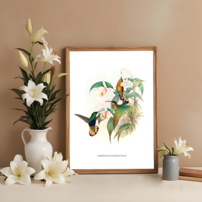 Buff-tailed Velvet-breast Poster (Creator Uploaded)
