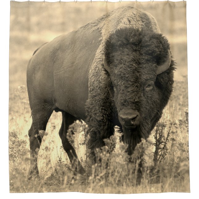 Buffalo (Front)