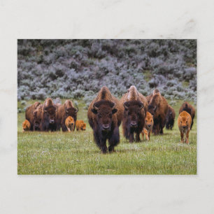 Buffalo 2 Postcard