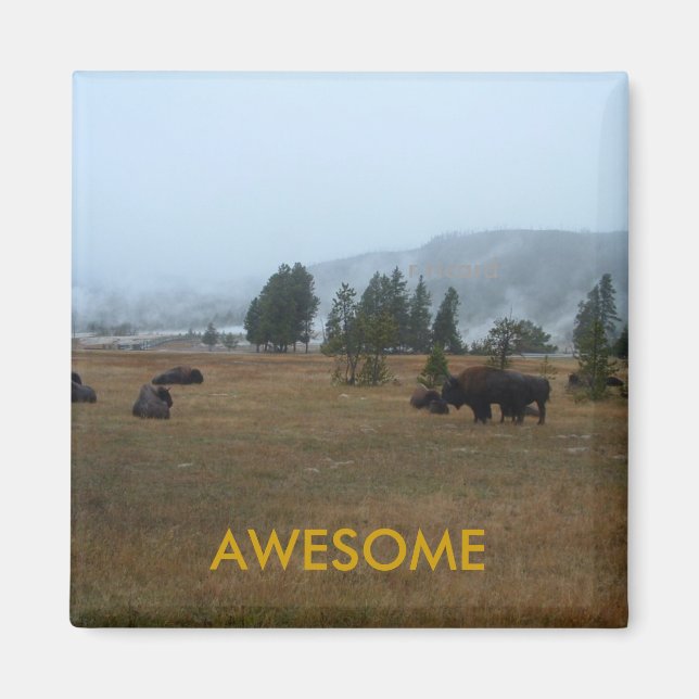 Buffalo Awesome Magnet (Front)