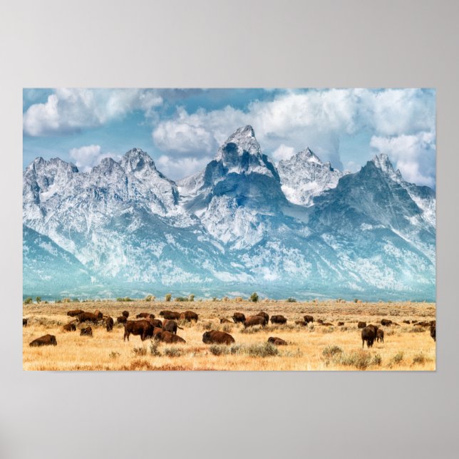 Buffalo Below the Grand Teton Mountains Poster (Front)