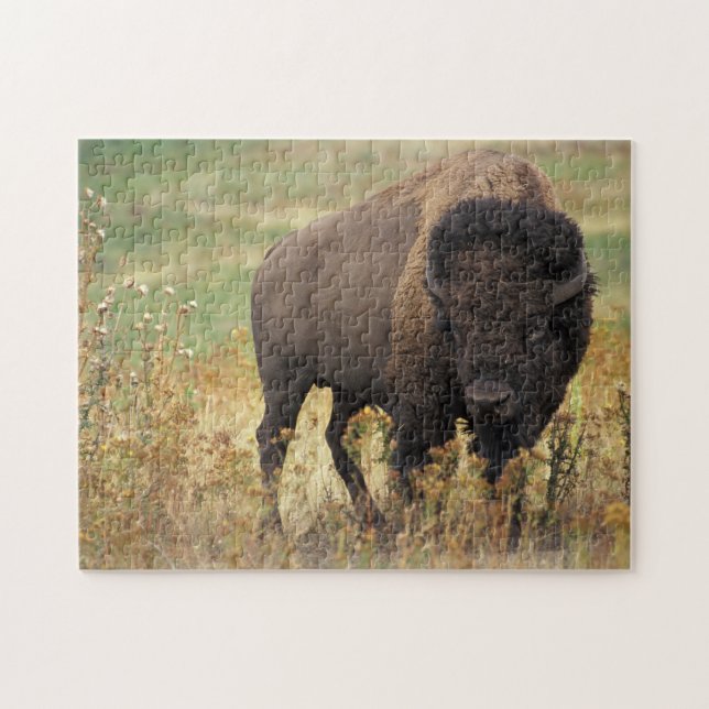 Buffalo Bison Jigsaw Puzzle (Horizontal)