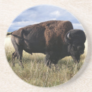Buffalo Bull Coaster