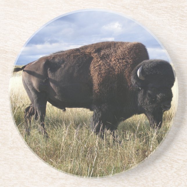 Buffalo Bull Coaster (Front)