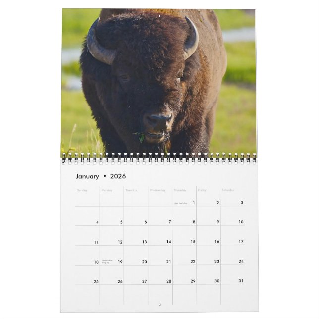 Buffalo Calendar 2013 (Jan 2026)