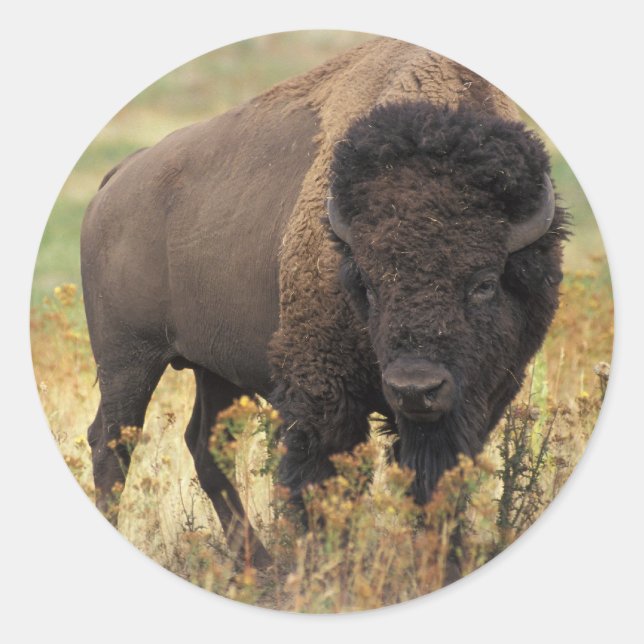 Buffalo Classic Round Sticker (Front)