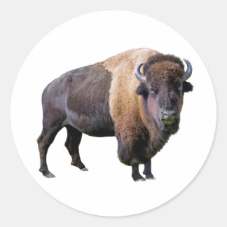 buffalo classic round sticker