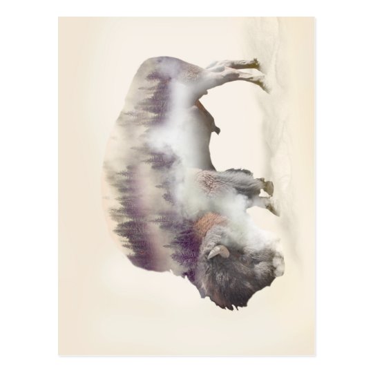 Buffalo-double exposure-american buffalo-landscape postcard