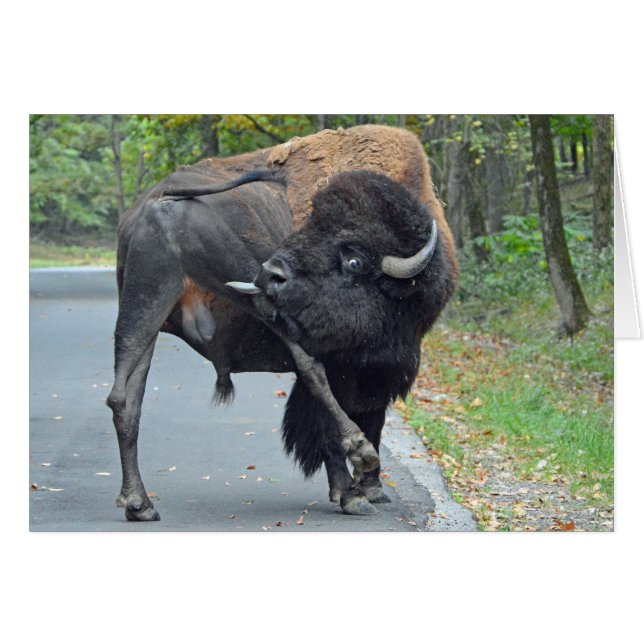 Buffalo drôle (Devant horizontal)