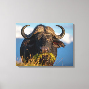 buffalo eating grass canvas print