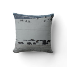 Buffalo grazing on snow covered mountain