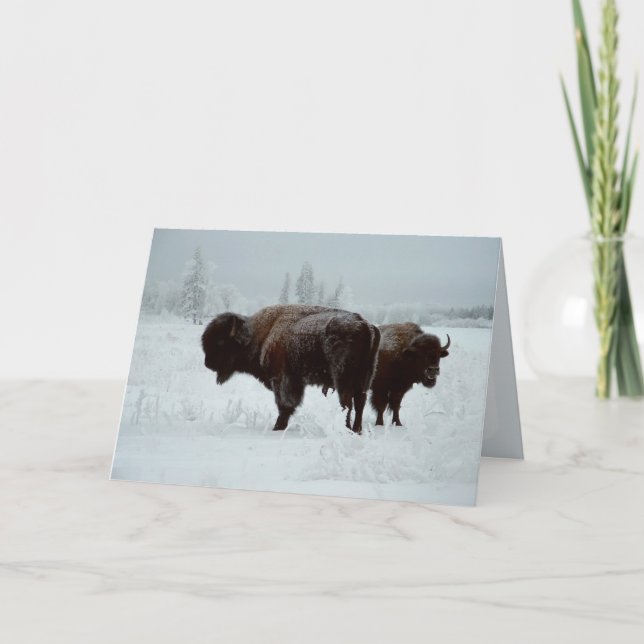 Buffalo greeting card (Front)
