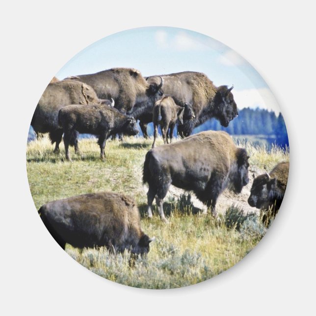 Buffalo Herd - Yellowstone National Park Magnet (Front)