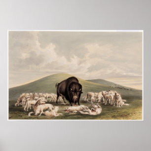 Buffalo Hunt, White Wolves Attacking a Buffalo Poster