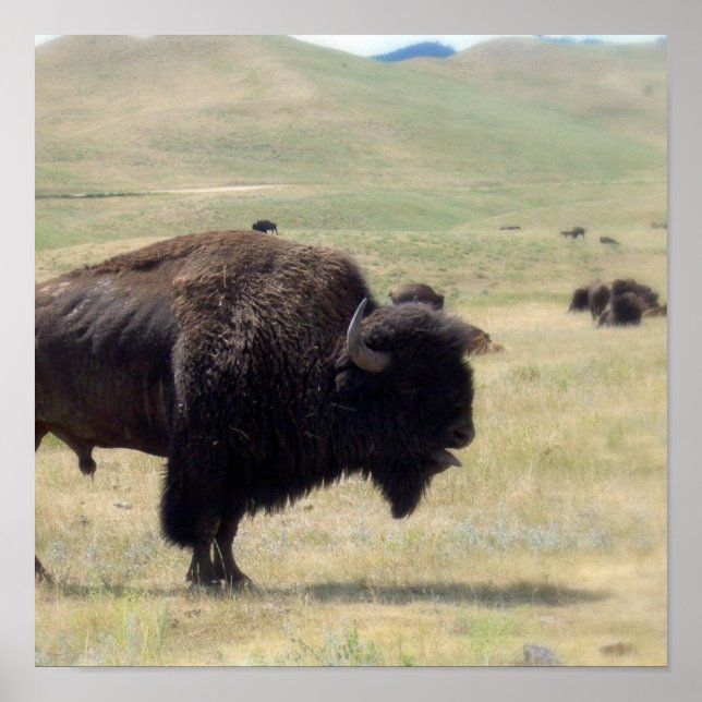 Buffalo Hunts Poster (Front)