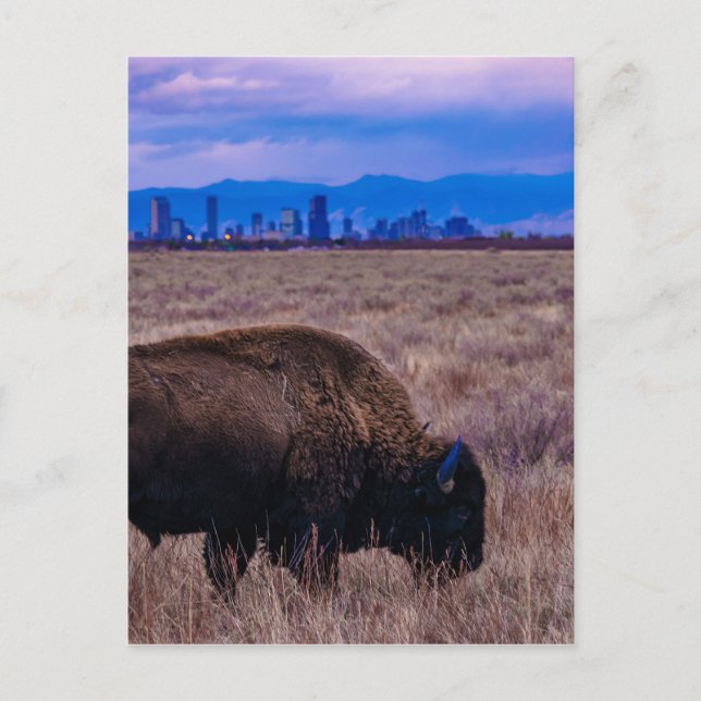 Buffalo in Denver, Colorado Postcard (Front)
