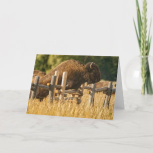 Buffalo Jump Yellowstone Thank You Card