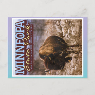 BUFFALO - MINNEOPA STATE PARK - MINNESOTA USA POSTCARD