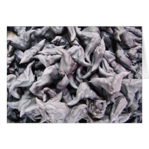Buffalo Nuts - Water Caltrop