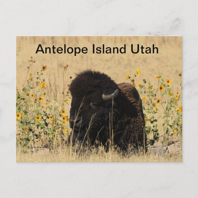 Buffalo on Antelope Island in Utah Postcard (Front)