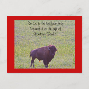 Buffalo on Lakota Lands Postcard